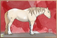 Horse Color:Buckskin Pearl Tobiano Rabicano 