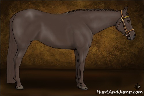 Horse Color:Liver Chestnut Rabicano 