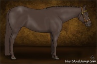 Horse Color:Liver Chestnut Rabicano