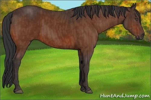 Horse Color:Bay  Brindle