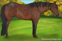 Horse Color:Bay  Brindle