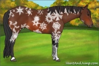 Horse Color:Bay Ice 