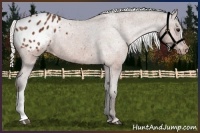 Horse Color:Silver Bay Appaloosa 