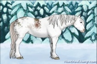 Horse Color:White Spotted Silver Black Splash 