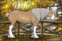 Horse Color:Silver Bay Dun Sabino Splash 
