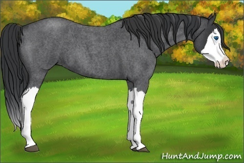 Horse Color:Blue Roan Splash 