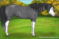 Horse Color:Blue Roan Splash 