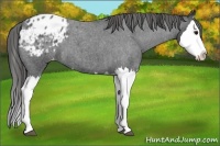 Horse Color:Blue Roan Splash Appaloosa 