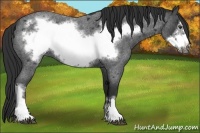 Horse Color:Liver Red Roan Frame 