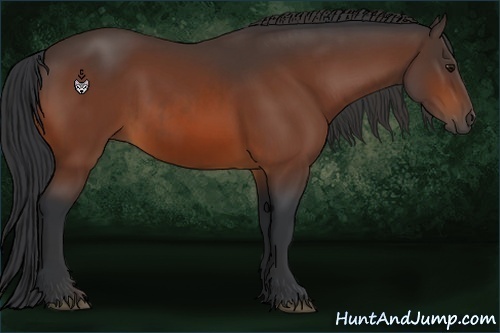 Horse Color:Bay  and Bay 