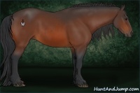 Horse Color:Bay and Bay