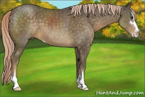 Horse Color:Chocolate Palomino Sabino 