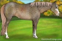 Horse Color:Chocolate Palomino Sabino