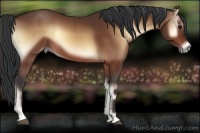 Horse Color:Bay Onyx Sabino