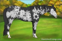 Horse Color:Black Ice 