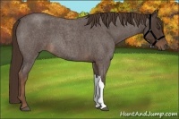 Horse Color:Liver Red Roan 