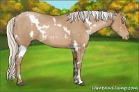 Horse Color:White Spotted Silver Black Pearl Sabino Rabicano 