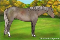 Horse Color:Silver Black Sabino Rabicano