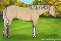 Horse Color:Silver Bay Dun