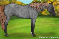 Horse Color:Liver Red Roan 