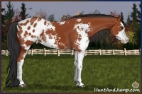 Horse Color:Bay Sabino Appaloosa