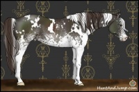 Horse Color:White Spotted Liver Chestnut 
