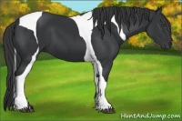 Horse Color:Black Tobiano Frame
