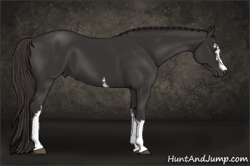 Horse Color:White Spotted Liver Chestnut 