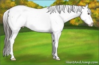 Horse Color:White Spotted Liver Red Dun Sabino Appaloosa 