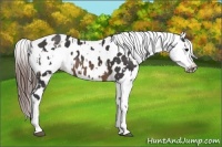 Horse Color:Buckskin Appaloosa and Brown Appaloosa