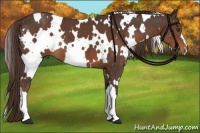 Horse Color:White Spotted Liver Chestnut 