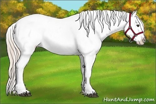 Horse Color:Palomino Near Leopard