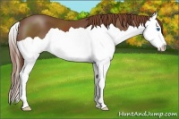 Horse Color:Chestnut Splash 