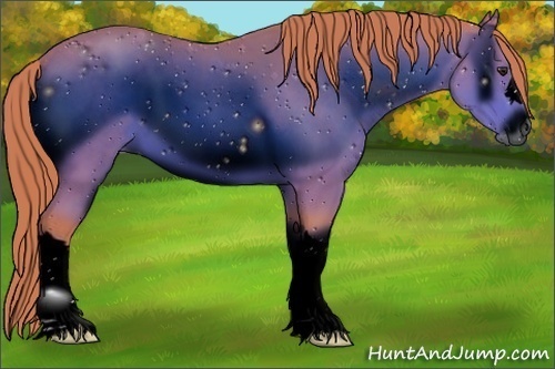 Horse Color:ERROR: UNKNOWN ANOMALY