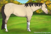 Horse Color:Amber Champagne Dun 