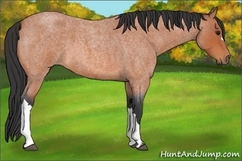 Horse Color:Bay Roan 