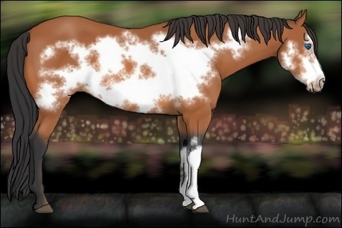 Horse Color:Bay Frame 