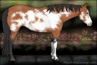 Horse Color:Bay Frame 