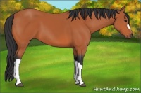 Horse Color:Bay 
