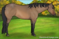 Horse Color:Bay Dun