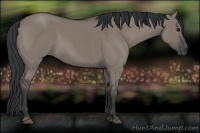 Horse Color:Grullo 