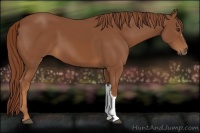 Horse Color:Chestnut 