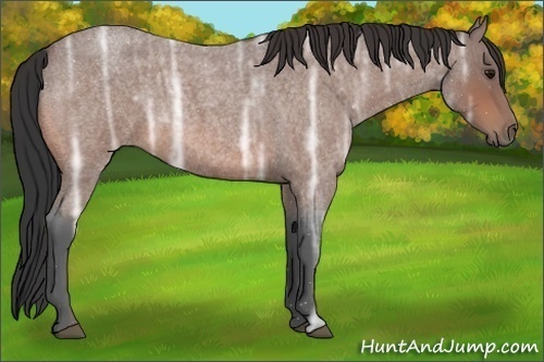Horse Color:Bay Ice Roan Rabicano 