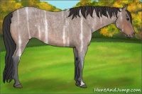 Horse Color:Bay Ice Roan Rabicano 