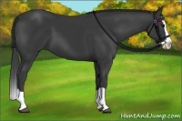 Horse Color:Black Splash