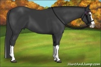Horse Color:Black Splash
