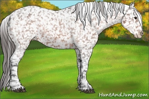 Horse Color:Bay Appaloosa Rabicano 