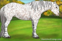 Horse Color:Bay Appaloosa Rabicano 
