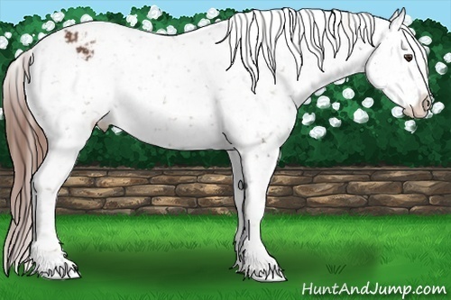 Horse Color:Chestnut Snowflake Varnish 