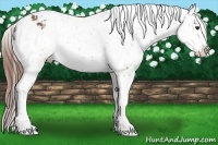 Horse Color:Chestnut Appaloosa